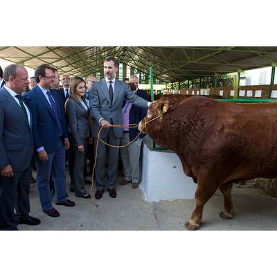 Königin Letizia & König Felipe: Auf Tuchfühlung mit Pferd & Co.