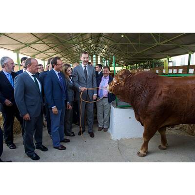 Königin Letizia & König Felipe: Auf Tuchfühlung mit Pferd & Co.