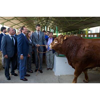 Königin Letizia & König Felipe: Auf Tuchfühlung mit Pferd & Co.