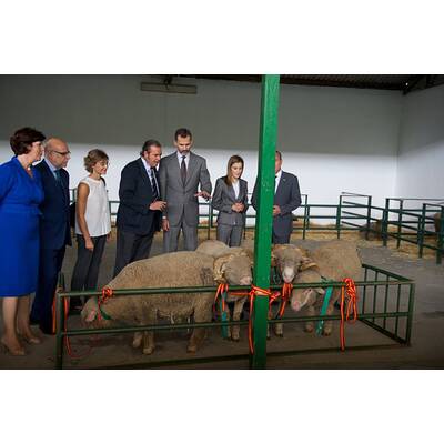 Königin Letizia & König Felipe: Auf Tuchfühlung mit Pferd & Co.