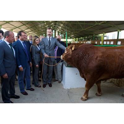 Königin Letizia & König Felipe: Auf Tuchfühlung mit Pferd & Co.