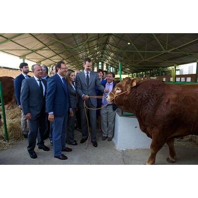 Königin Letizia & König Felipe: Auf Tuchfühlung mit Pferd & Co.