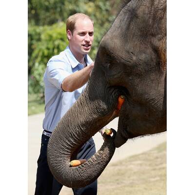 Prinz William besucht Elefanten-Schutzgebiet