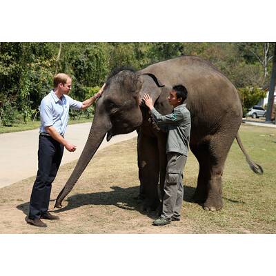Prinz William besucht Elefanten-Schutzgebiet