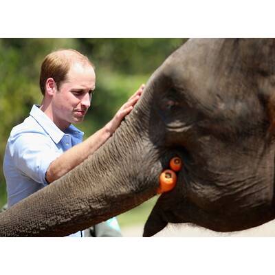 Prinz William besucht Elefanten-Schutzgebiet