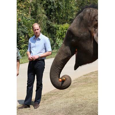 Prinz William besucht Elefanten-Schutzgebiet