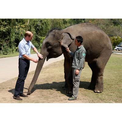 Prinz William besucht Elefanten-Schutzgebiet
