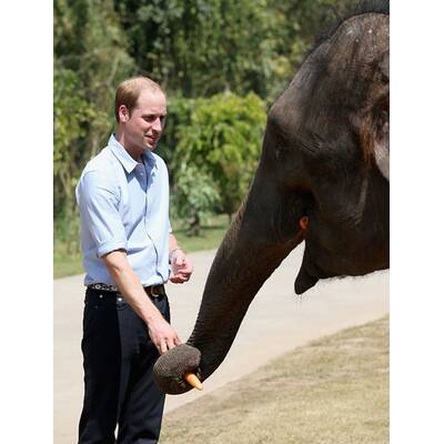 Prinz William besucht Elefanten-Schutzgebiet
