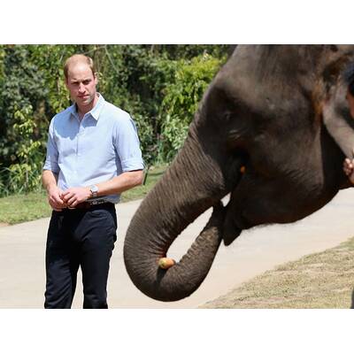 Prinz William besucht Elefanten-Schutzgebiet