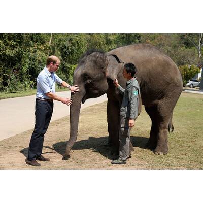 Prinz William besucht Elefanten-Schutzgebiet