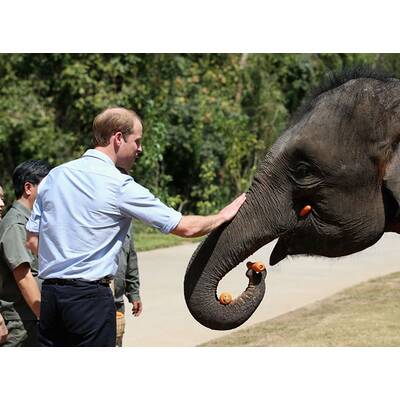 Prinz William besucht Elefanten-Schutzgebiet