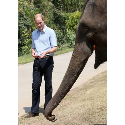 Prinz William besucht Elefanten-Schutzgebiet
