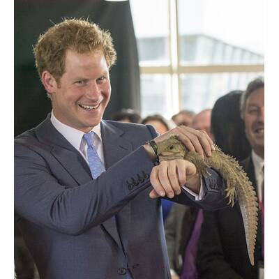 Prinz Harry besucht Neuseeland