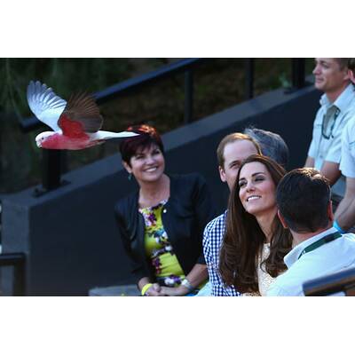 Herzogin Kate & Prinz William besuchen Taronga Zoo