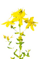 Heilen mit  Flower-Power