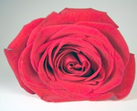 Heilen mit  Flower-Power