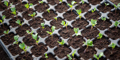 gew&auml;chshaus garten anzucht pflanzen