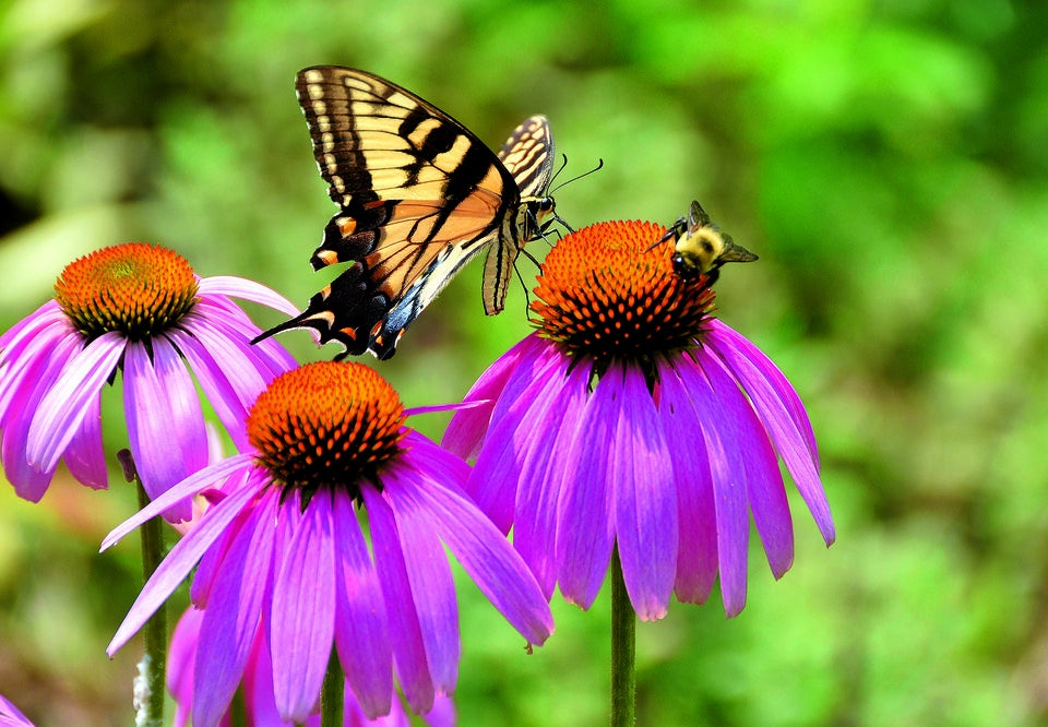 Das große Schlaraffenland für Bienen, Schmetterlinge & Co