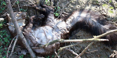 Toter Marder Giftk&ouml;der