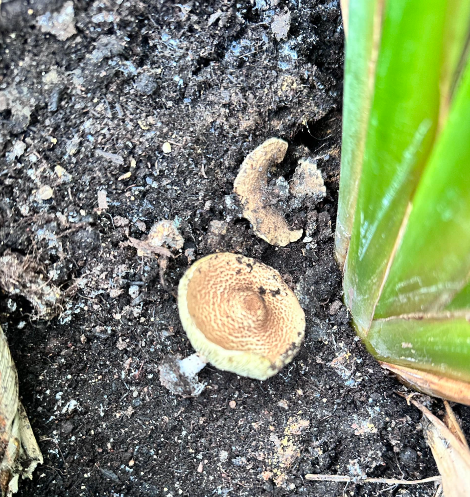 Eltern warnen vor Giftpilzen aus Blumentöpfen