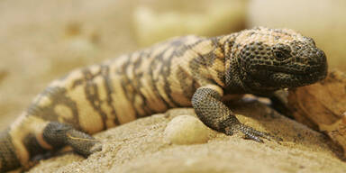 Gila-Krustenechse