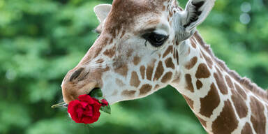 Giraffe Rosen