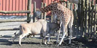 Killer-Antilope tötet Giraffe in Zoo