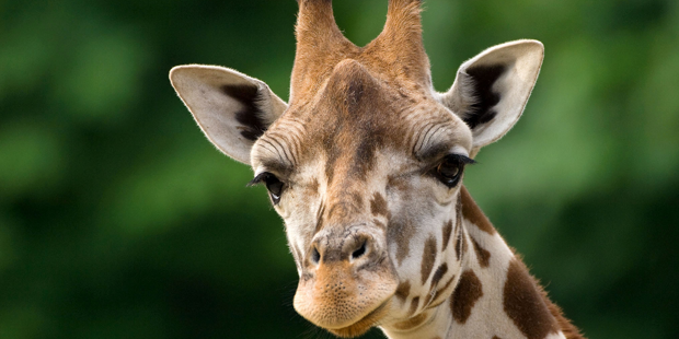 Bundesheer: Diese Kasernen schließen