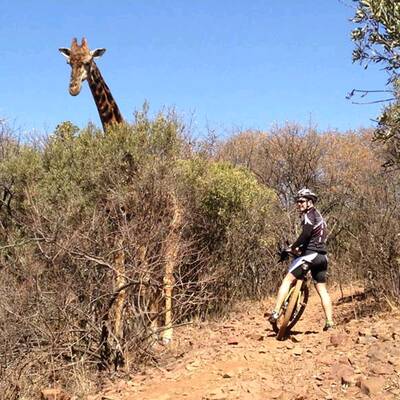 Wütende Giraffe zertrampelt Fahrrad