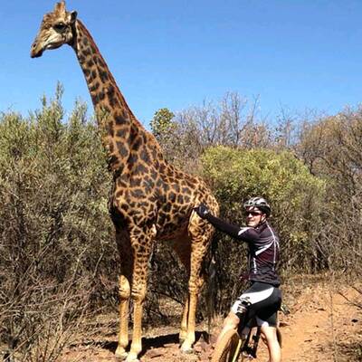 Wütende Giraffe zertrampelt Fahrrad