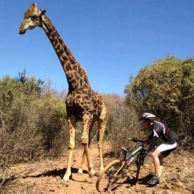 Wütende Giraffe zertrampelt Fahrrad