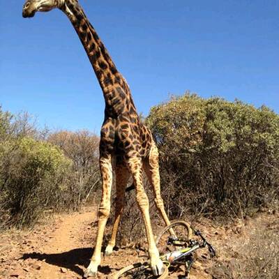 Wütende Giraffe zertrampelt Fahrrad
