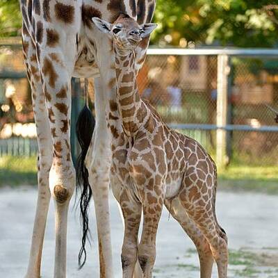 Giraffennachwuchs für Tiergarten Schönbrunn