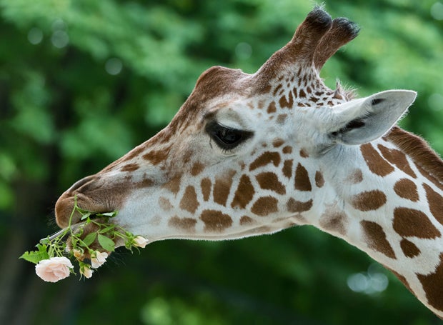 giraffen