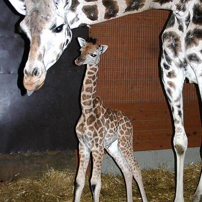 Bilder vom Giraffen-Baby