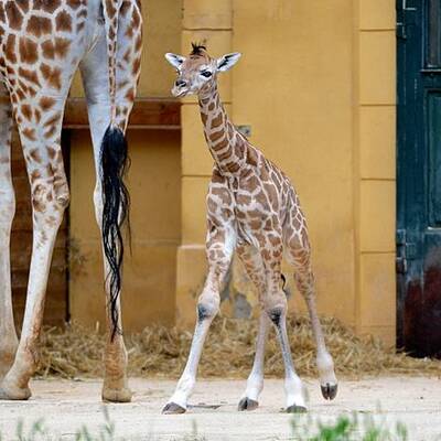 Giraffennachwuchs für Tiergarten Schönbrunn