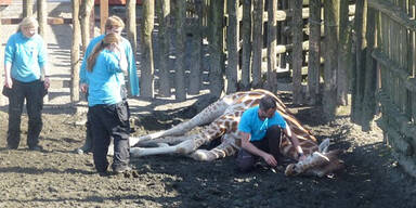 Killer-Antilope tötet Giraffe in Zoo