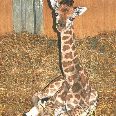 Bilder vom Giraffen-Baby