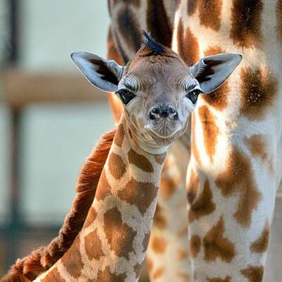 Giraffennachwuchs für Tiergarten Schönbrunn