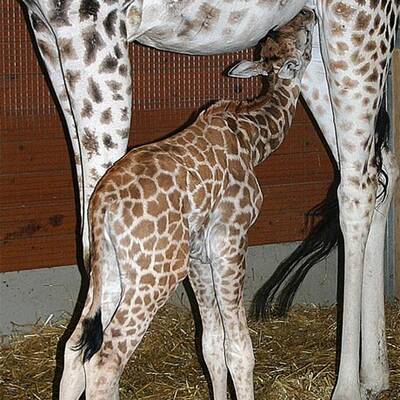 Bilder vom Giraffen-Baby
