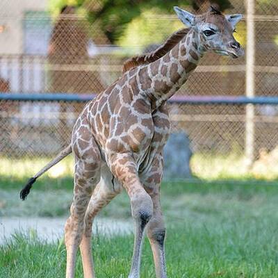 Giraffennachwuchs für Tiergarten Schönbrunn