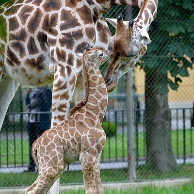 Giraffennachwuchs für Tiergarten Schönbrunn