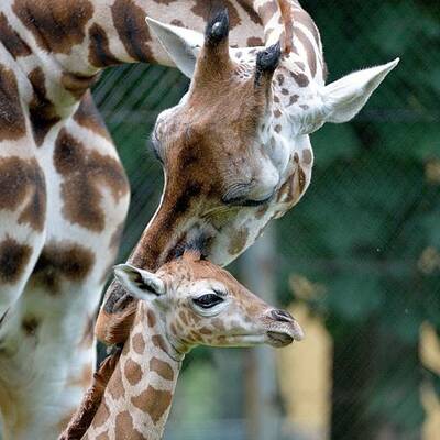 Giraffennachwuchs für Tiergarten Schönbrunn