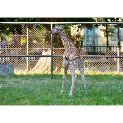 Giraffennachwuchs für Tiergarten Schönbrunn
