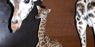 giraffe