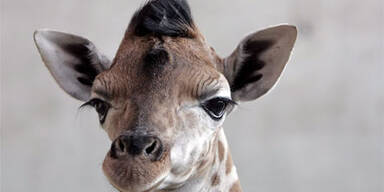 giraffe