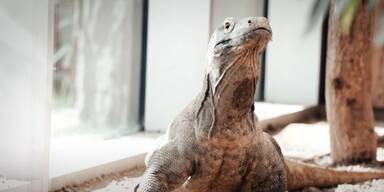Komodowaran "Godzilla"