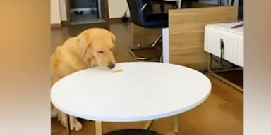 golden retriever.png