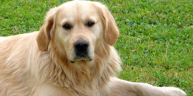 golden_retriever