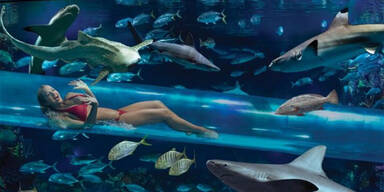 The Tank Golden Nugget Las Vegas